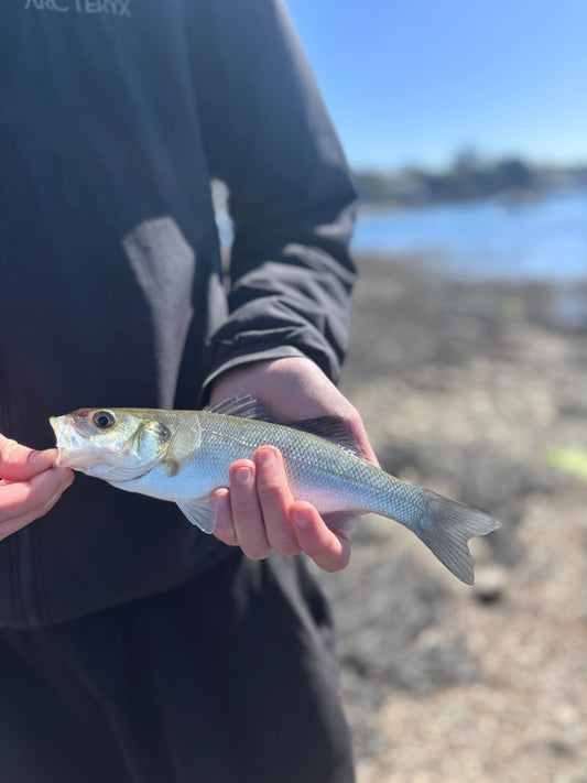10 Things I Wish Someone Had Told Me When I Started Sea Fishing